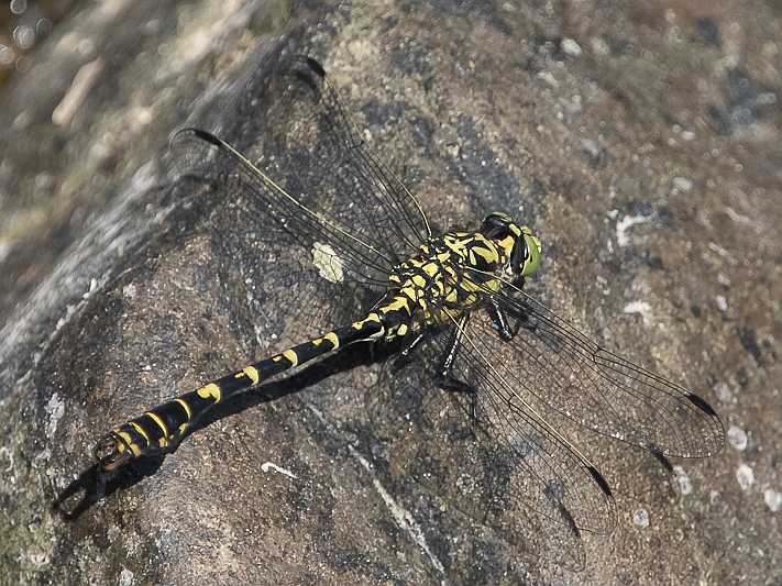 O. f. forcipatus male, Germany-0627.jpg